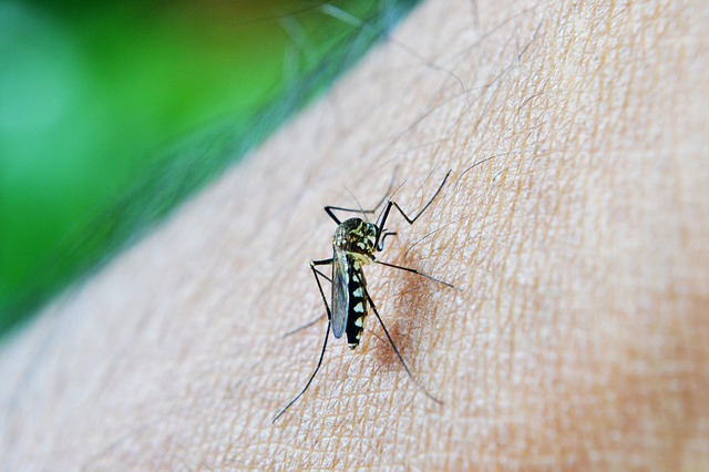 mosquito 213805 640 - Antimosquitos para niños, embarazadas y lactantes