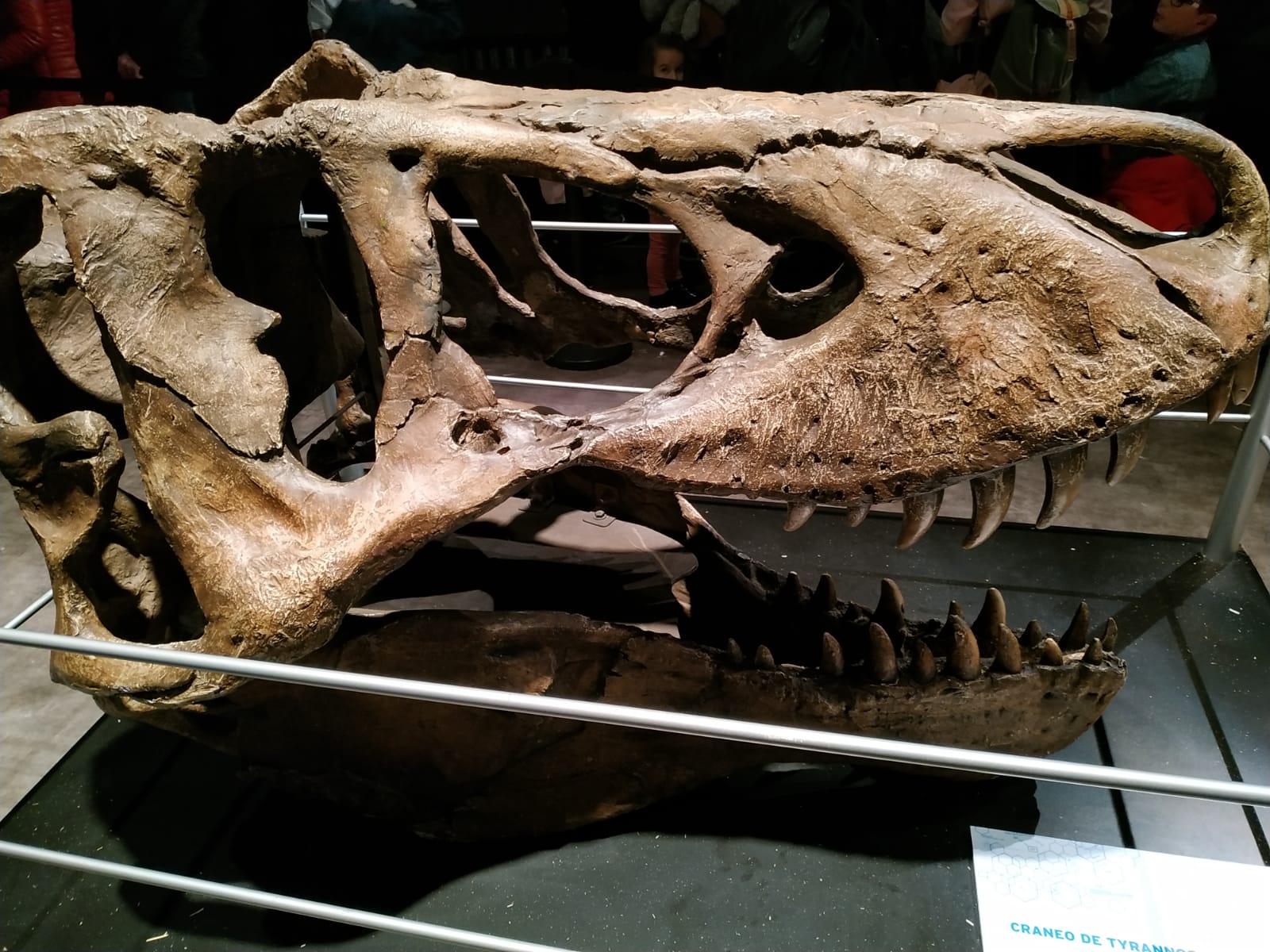 IMG 20190203 WA0023 - Visita a Jurassic World Exhibition en Madrid